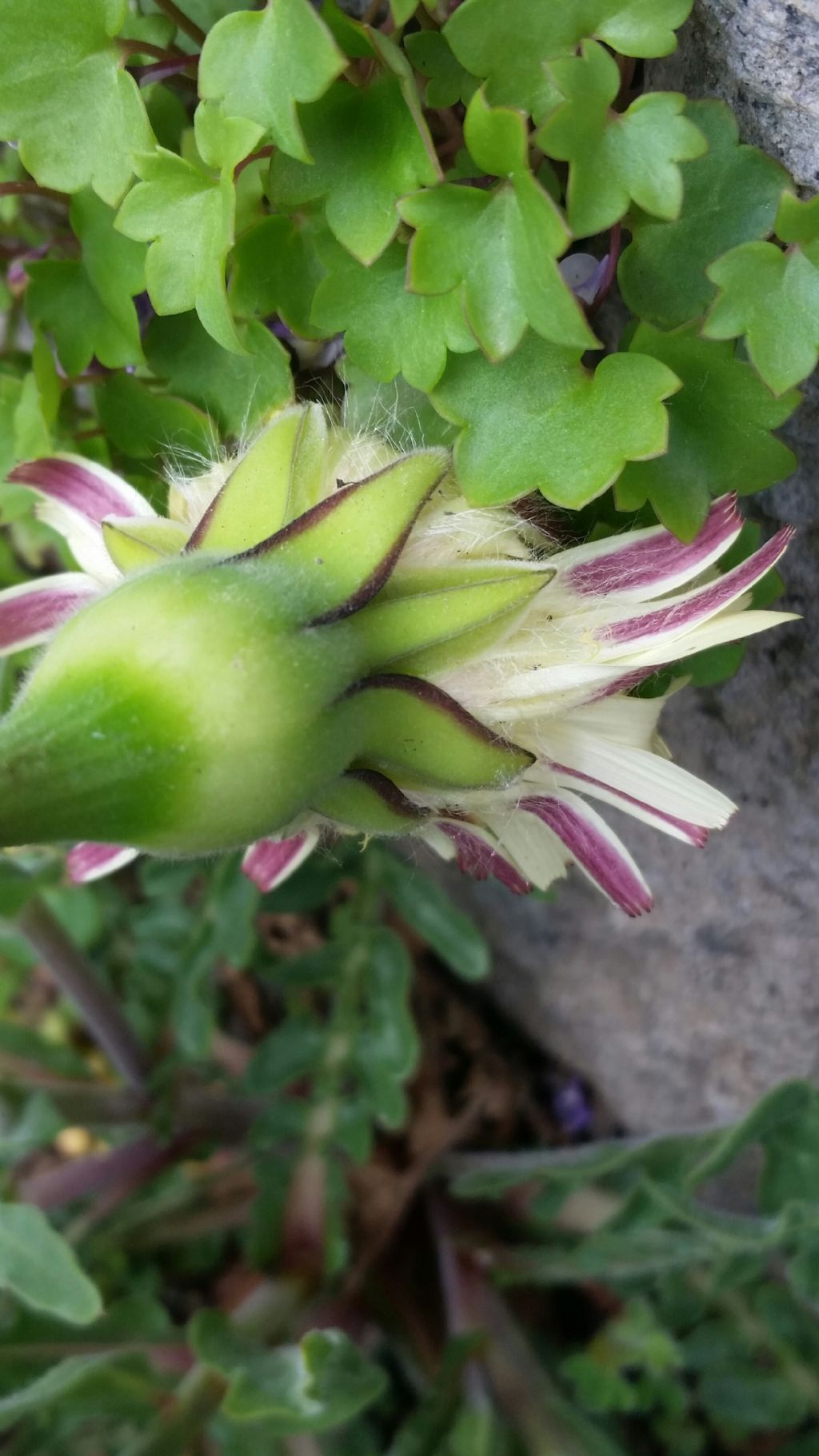 Urospermum dalechampii  (Asteraceae)